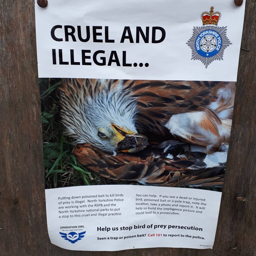 Operation Owl, keep eyes peeled. North Yorks is responsible for the highest no.of raptor deaths in England, not a record this beautiful county should be associated with. Help crack down on't persecution & report any suspicious activity. #opowl #raptorpersecution #stopthekilling