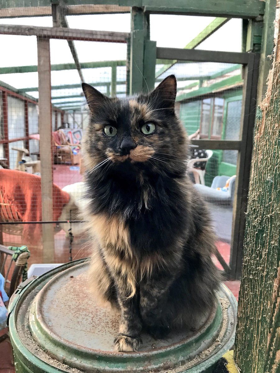CatsNorfolk's tweet photo. Good Morning from our lovely Coco #Happy #Caturday #CatsOfTwitter #catlovers https://t.co/7OvYbb6EdV