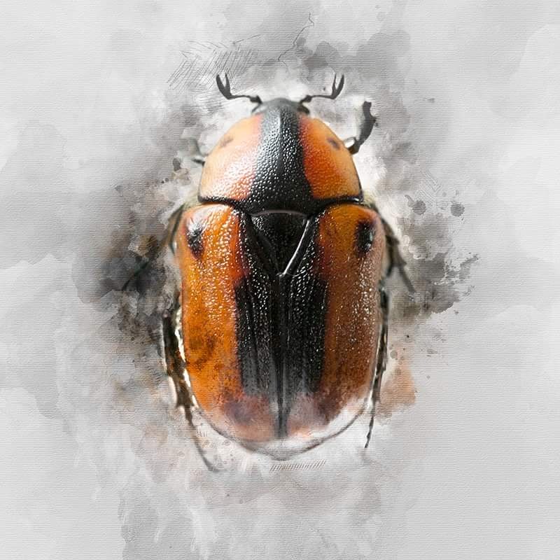 BrettAllenPhoto's tweet photo. #australian #christmasbeetle from the #garden #inksplat https://t.co/eXBtixGYgS
