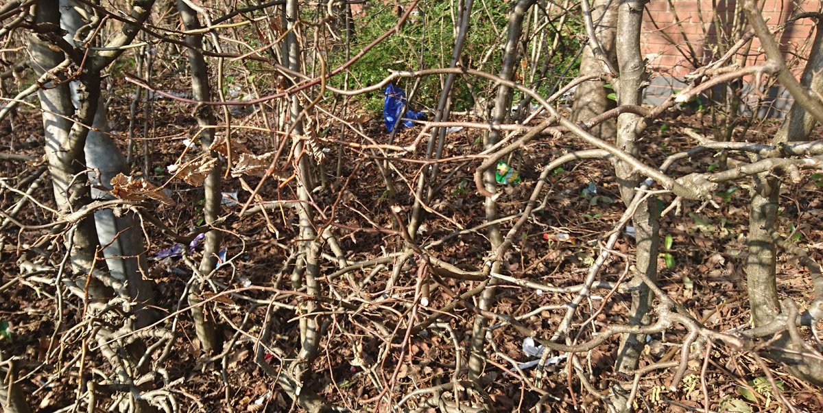 You know in the summer when people throw 'stuff' out of sight into hedges? 

Funny how in the winter it's no longer out of sight 🤔

#Binitdontflingit