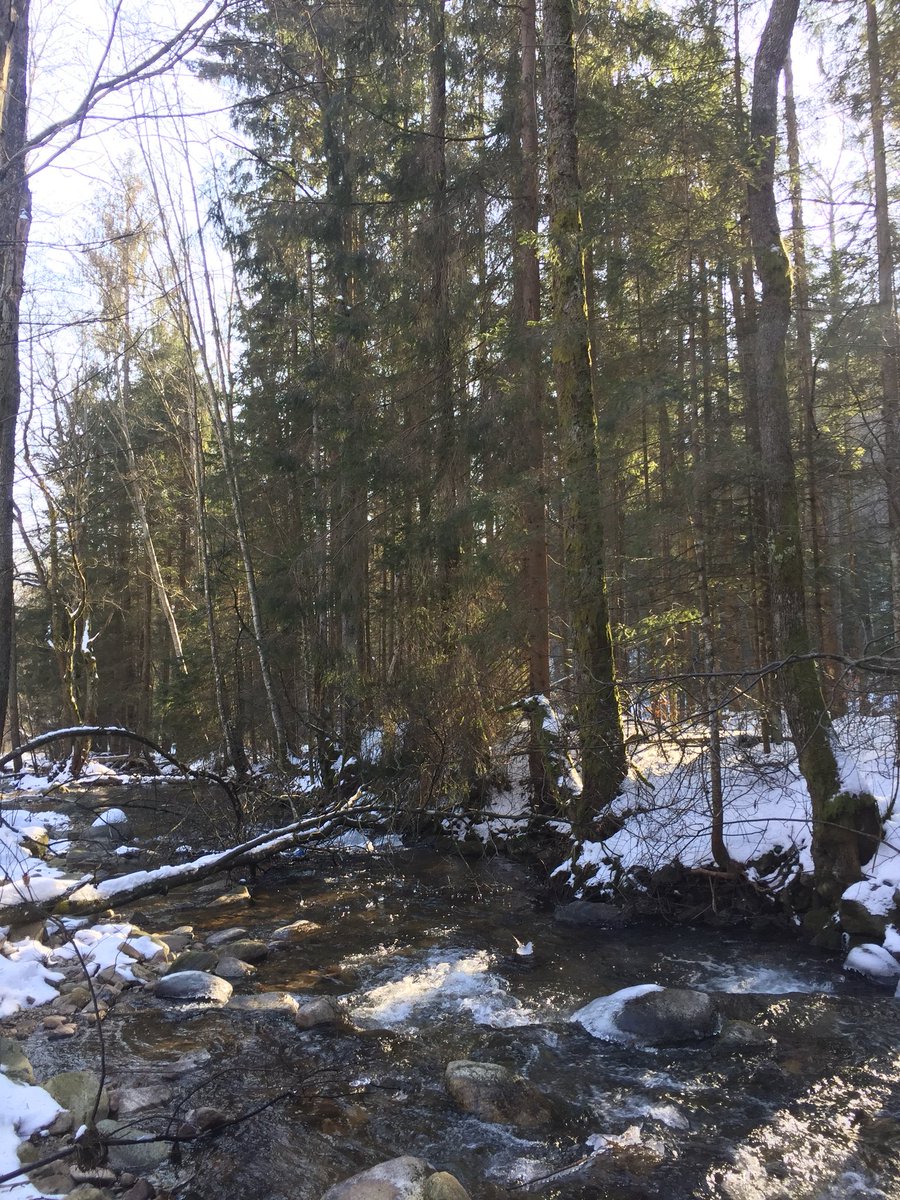 MarietaOkenkova's tweet image. #slovaknature #goodideaslovakia #foreststream #lovenature #slovakmountains #ice #energyrecharging
