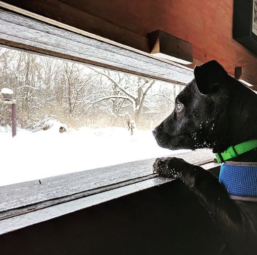 ActiveDSM's tweet photo. Did you know that Walnut Woods State Park has a stellar birdwatching station? Millie does. #activedsmpups // 📷: Josh // #activedsmfamily #shoplocal #explorebig #yourstoryisourstory #iowastateparks https://t.co/axgAC9MFYR