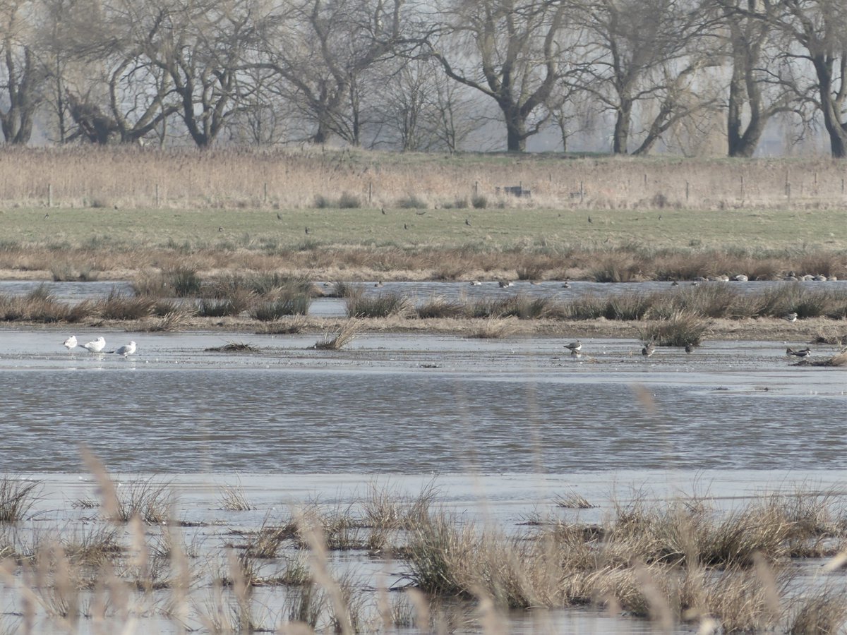 Wild_NEScot's tweet photo. Spending my day off looking at someone else's frozen wetland for a change. #goodasarest #willowtreefen @LincsWildlife https://t.co/TqU1NBvvBW