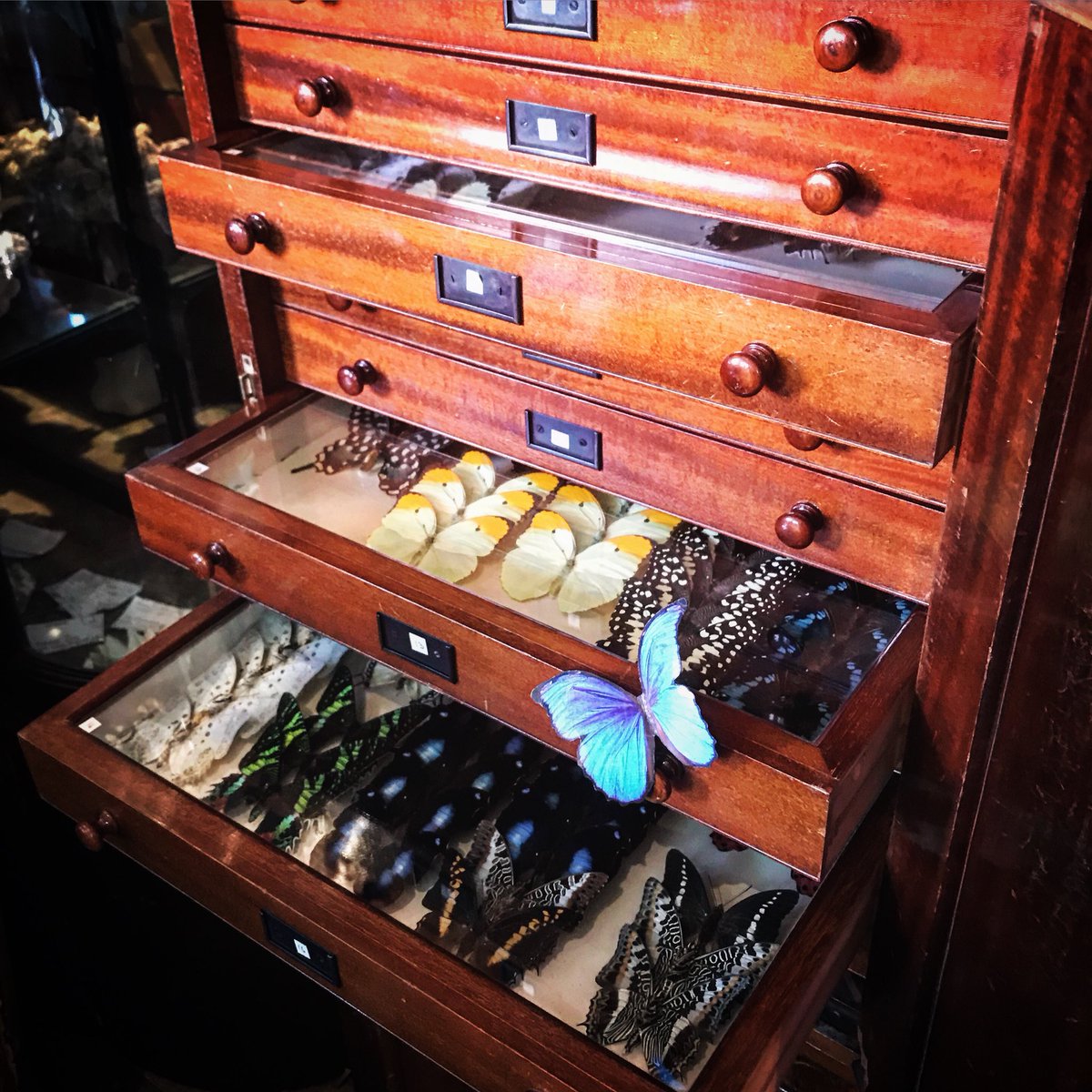 MariaAris17's tweet photo. Someday I will be a real butterfly 🦋 
A wonderful,magical and absolute must visit in London 
#butterfliesontour #morpho #taxidermy #london
Les Couilles Du Chien https://t.co/TtuNTEmWx1