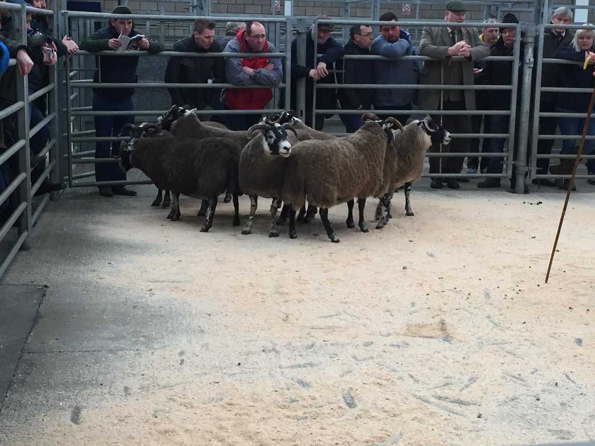 maolfold's tweet photo. #Scottishblackface #show #inlamb #ewes https://t.co/upAuJSqxgD