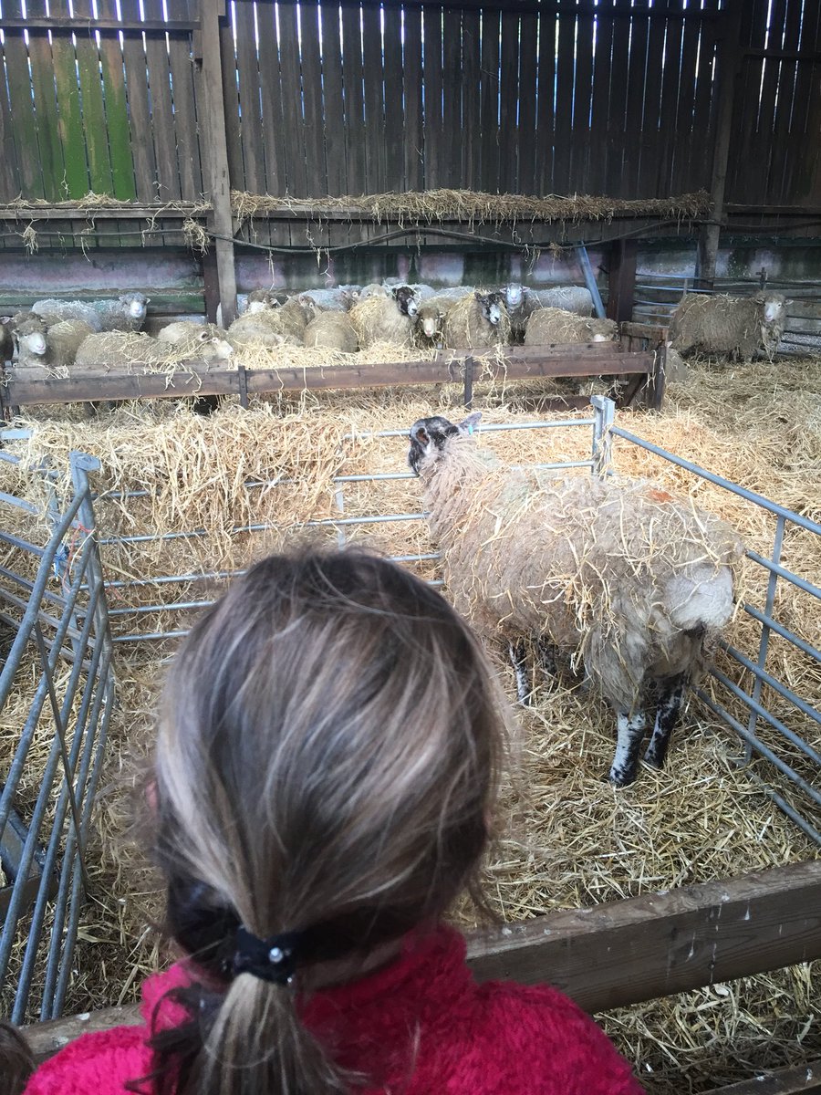 What a great morning at <a href="/TheOldeHouse/">The Olde House</a> in #Cornwall! We’ve been to pets corner &amp; soft play! The girls have watched more lambs being born. They also got to cuddle &amp; feed them. For more highlights from our farm stay take a peak at instagram.com/zenassuitcase/ #ukftb #lovecornwall #ttot