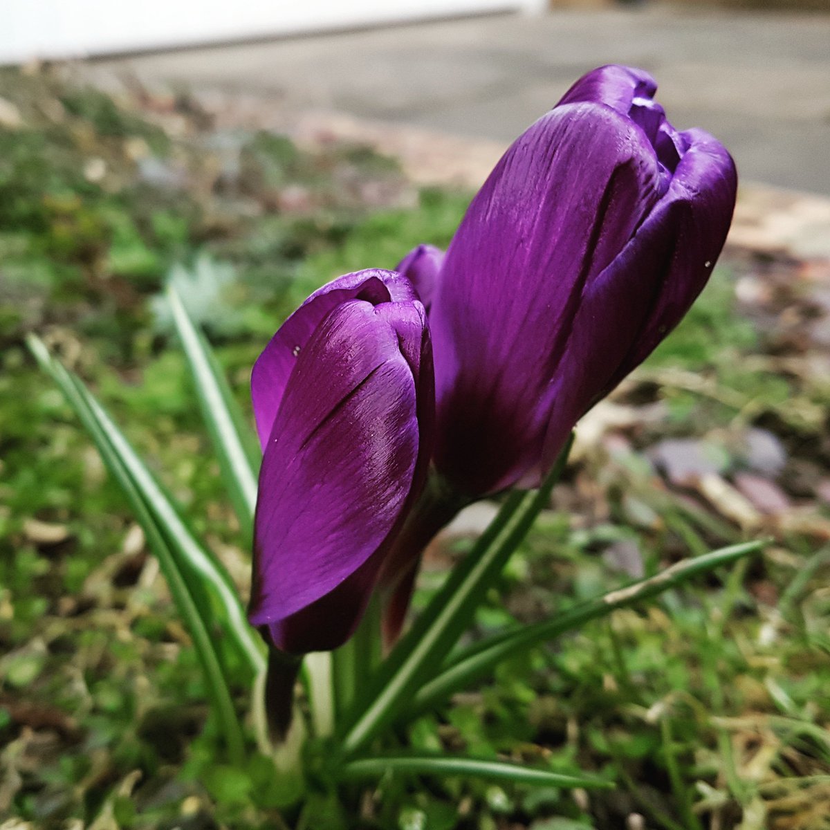 mrdillondog's tweet photo. @Tobi_LeRone we has one flower https://t.co/aGVRW101Z0