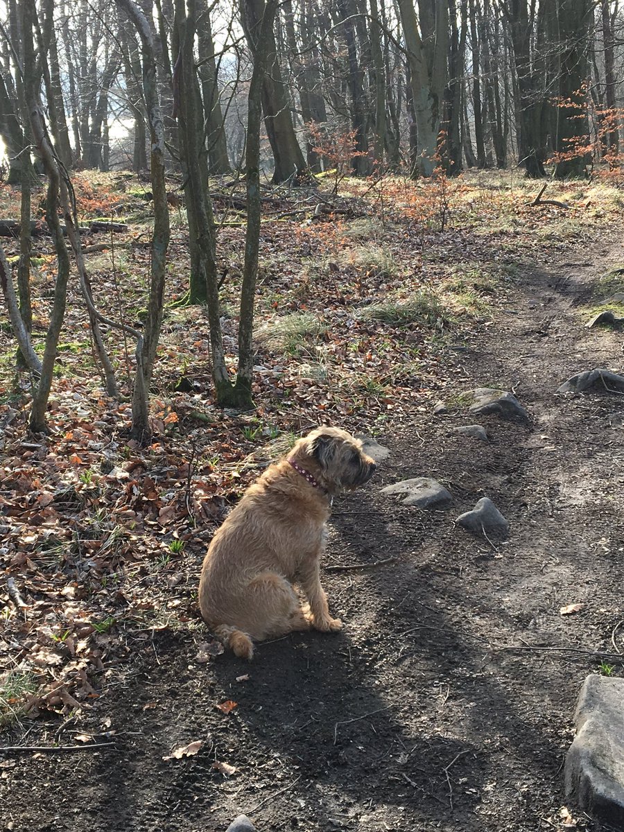A walk up the hill you say? No thanks, I’ll just sit here and get you in the way back! 😂🐶😂#btposse