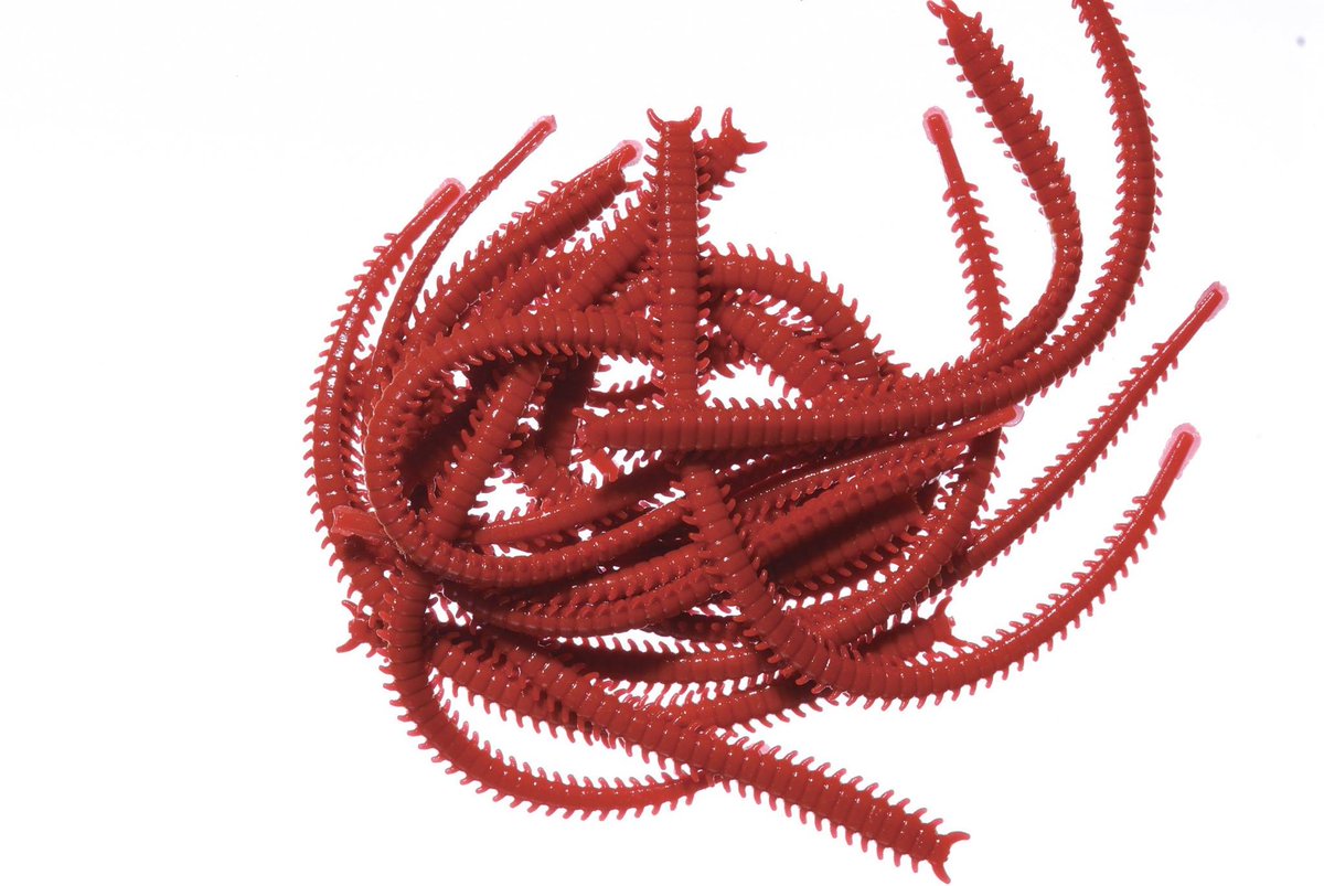 Light Rock Fishing? Check out <a href="/marukyuuk/">Marukyu UK</a>'s Isome Artificial Worms! Not only do they look like the real worms, they also feel like it...and most importantly, the fish will think they smell and taste like the real deal too: ow.ly/ADpC30imVrm