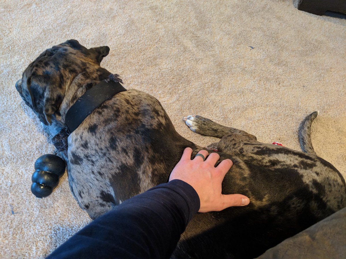 MACumings's tweet image. My two helpers this morning as I finalize a School Improvement Instructional Rubric. If you consider snoring and slobber as helpful, these two are worth their weight! (Which is lots...)
#MASSPAlignment 
#SchoolImprovementGoals
#SaturdayMorningHW