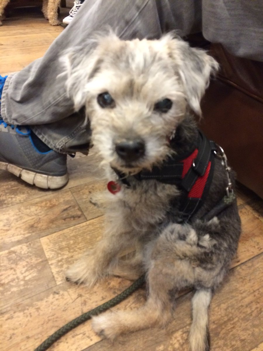 Morning pals! I is out wiv Mum &amp; dad at Wags &amp; Tails doggy cafe. I did have a Puppaccino! #BTPosse
