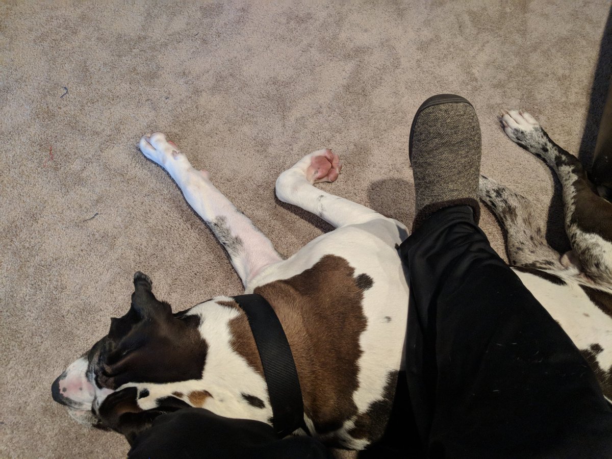 MACumings's tweet image. My two helpers this morning as I finalize a School Improvement Instructional Rubric. If you consider snoring and slobber as helpful, these two are worth their weight! (Which is lots...)
#MASSPAlignment 
#SchoolImprovementGoals
#SaturdayMorningHW