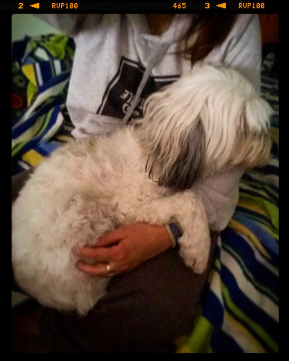 MMaraDini's tweet photo. Κάποια βολεύτηκε.
#happyplace #dog #kirki #tokoritsimou #thatsmyspot #dogsofinstagram #instadog #lovemydog #tieinaiagapi #unconditionallove #perro #cane
#tywloveboat @theyachtweek
#spontime #dontbesopredictable https://t.co/17S2NfnZM6