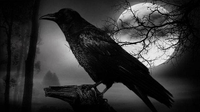 ворона с красными глазами. черные вороны по порядку. ночная карга. ворон в профиль. вороны.