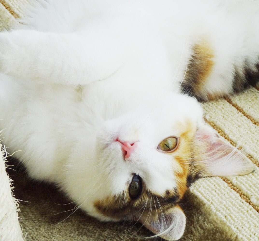 vzoips's tweet photo. #猫目ヂカラ王選手権

甘い目ヂカラです、、、 https://t.co/aNVzws2Sg1