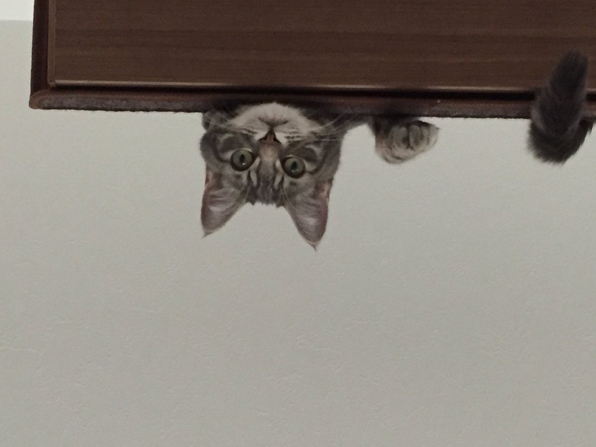vzoips's tweet photo. #猫目ヂカラ王選手権

面白い目ヂカラ https://t.co/Jx0ppoRgmg