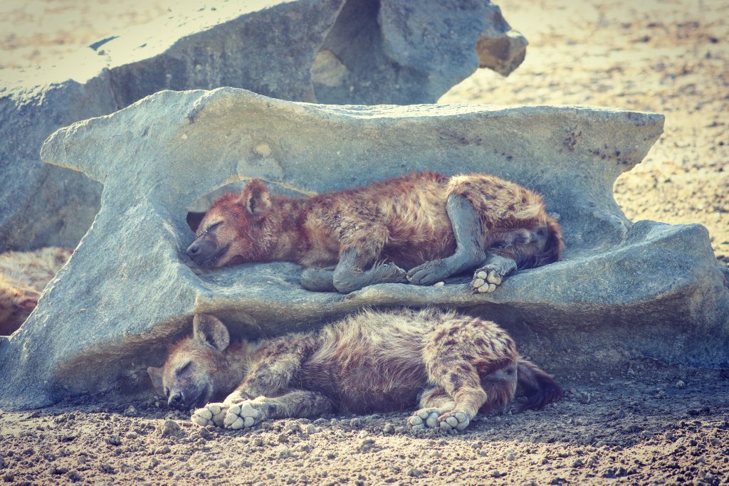 ArjDheer's tweet photo. Today I learned that hyenas use bunk beds... https://t.co/4AhnLBpTzg