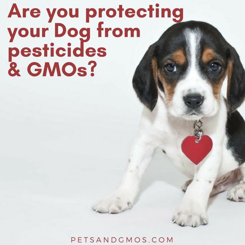 IRTnoGMOs's tweet photo. 🐕WOW! Many pet owners and holistic veterinarians have connected the increased usage of GMOs in pet food with an increase in the number of tumors being seen in dogs and cats. https://t.co/4aiBfNTSFn https://t.co/HZGuANHVWQ