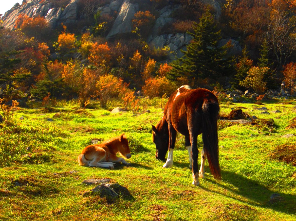 The hike from Massie Gap to #MountRogers along the #AT is one of the most beautiful in Virginia! Plus, #ponies. What more can you ask for? #GraysonHighlands #AppalachianTrail #JeffersonNationalForest #VAOutdoors #GetOutside #hiking