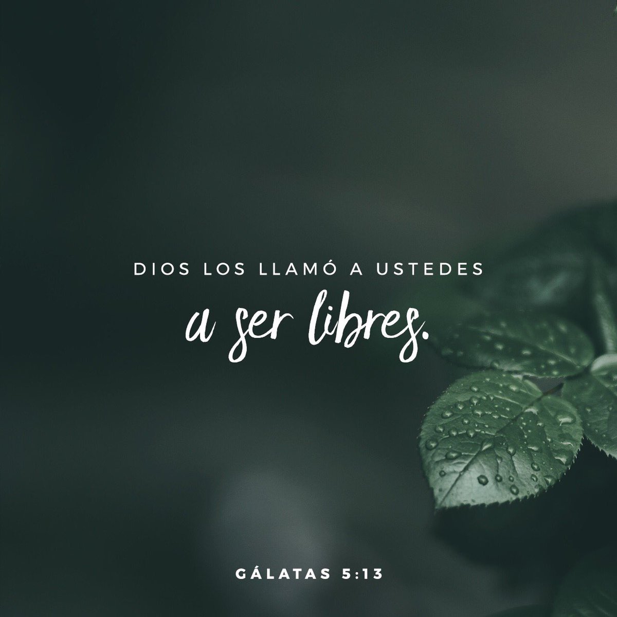 YouVersion_ES's tweet image. 📖 “Porque vosotros, hermanos, a libertad fuisteis llamados; solamente que no uséis la libertad como ocasión para la carne, sino servíos por amor los unos a los otros.”
&amp;lt;&amp;lt;Gálatas 5:13 RVR1960&amp;gt;&amp;gt;

🔗 bible.com/149/gal.5.13.r…

#youversion_es #versiculodeldia #youversion