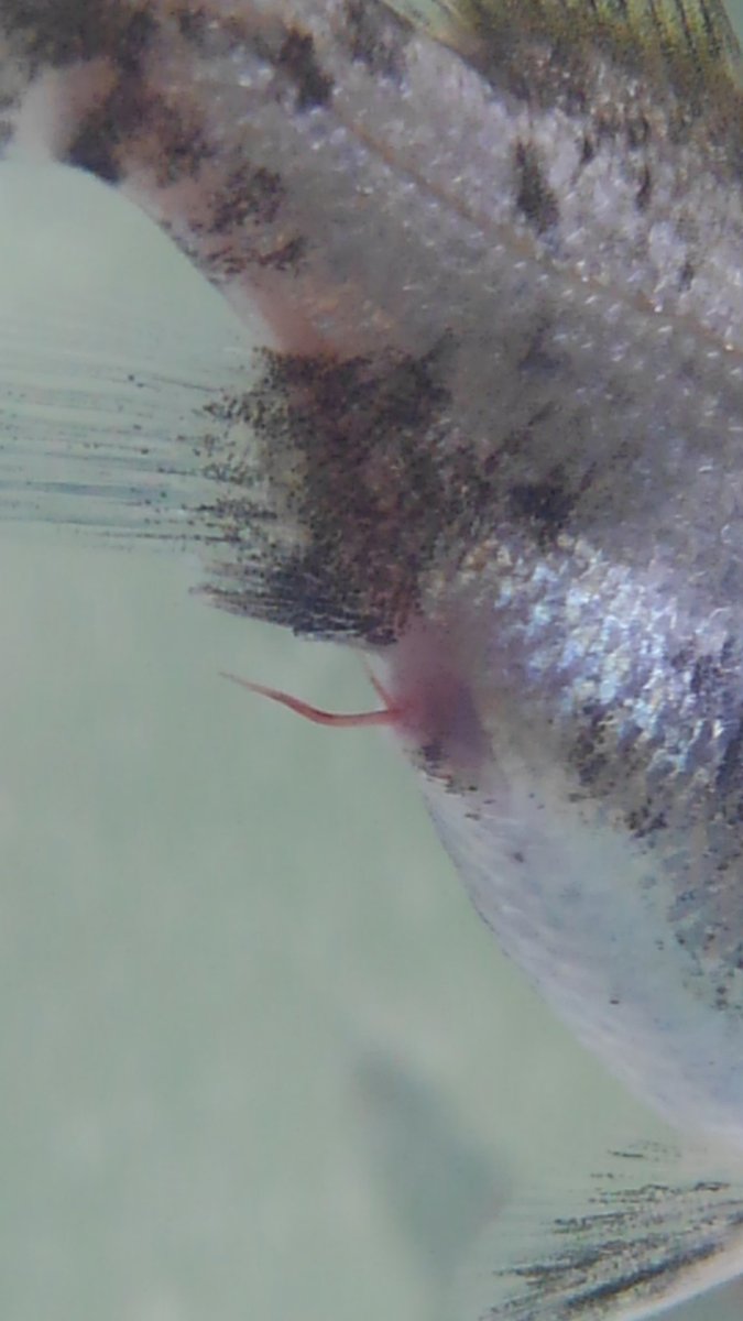 Ku ｪ Ma Auf Twitter 寄生虫 吸血線虫 線虫駆除 オーストラリアンシーパーチ セラ ネマトール 吸血線虫駆除その後 モサッと出てた線虫が本数減り伸びて出てきた 駆除薬効いてるのかな すんごくすんごくピン T Co Qtrfhurmfc Twitter