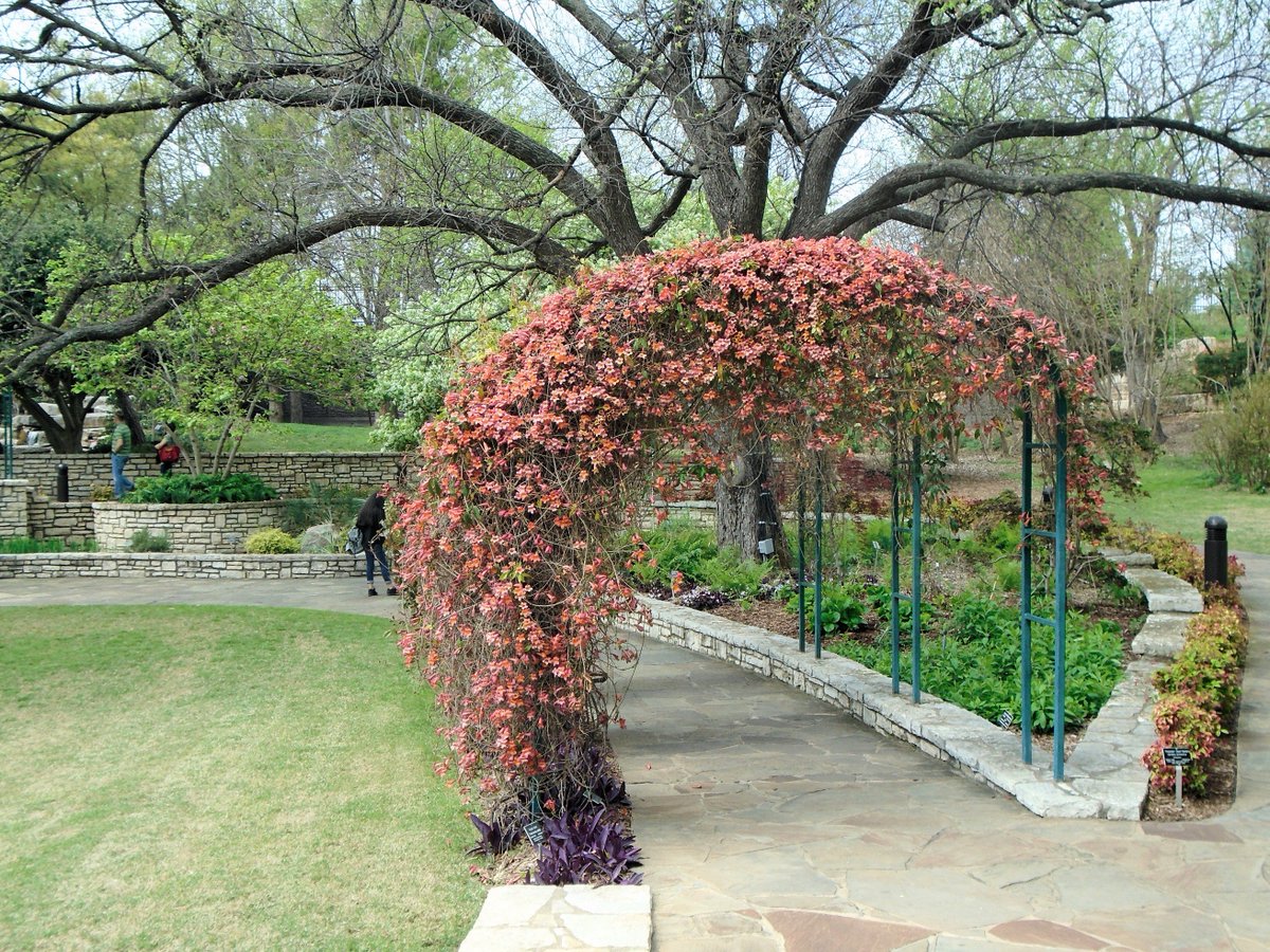 watchman1112's tweet image. Last year this time I dropped in on the Ft. Worth Botanical Gardens and was surprised to find their Crossvines (Bignonia capreolata) in full bloom with little or no leaves. I understand they are very cold hardy up to zone 5 and are great for the bees and hummers. @dale_dixon