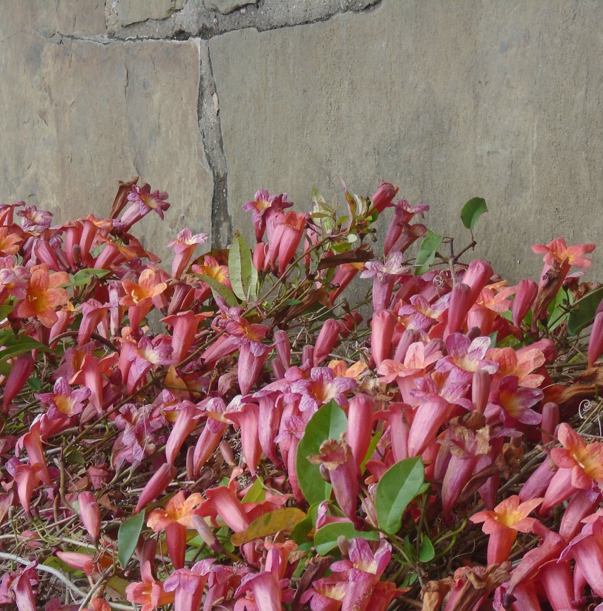watchman1112's tweet image. Last year this time I dropped in on the Ft. Worth Botanical Gardens and was surprised to find their Crossvines (Bignonia capreolata) in full bloom with little or no leaves. I understand they are very cold hardy up to zone 5 and are great for the bees and hummers. @dale_dixon
