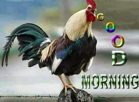 Alissondro1's tweet photo. Good morning https://t.co/XwclztXHCm