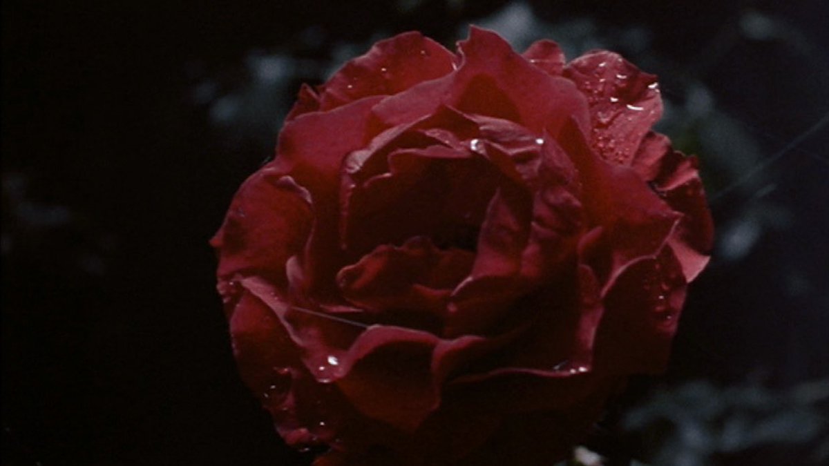 AestheticHorror's tweet photo. Bram Stoker’s Dracula (1992) https://t.co/Cag5lMadHA