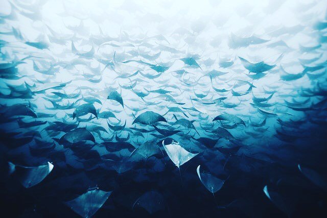 TravelWithCBA's tweet photo. Awesome Manata Rays. #cuttingedgeephysiques #wednesday #gmidweek #thoughts #sleep #work #rest #priorities #strengths #strengthsanèdweaknesses #goals #neversatisfied #workhard #push #believeinyourself #believethehype #abs #aesthetics #aesthetic #sixpack #… https://t.co/3gDqYlkhmT https://t.co/iQrTeP3Gom