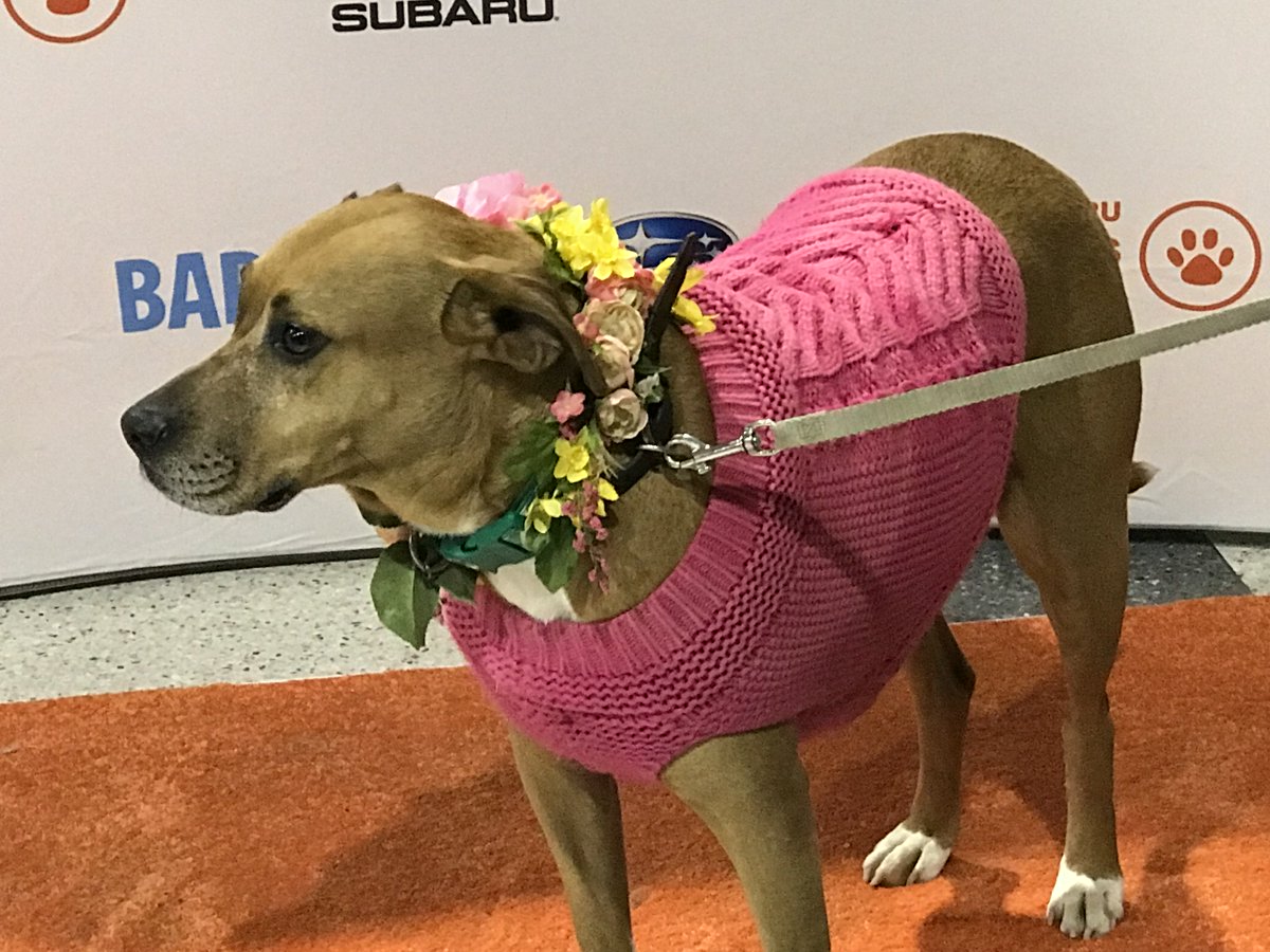 Fido Friday at the Philadelphia Flower show was a huge success! #FidoFriday #PHSFlowershow