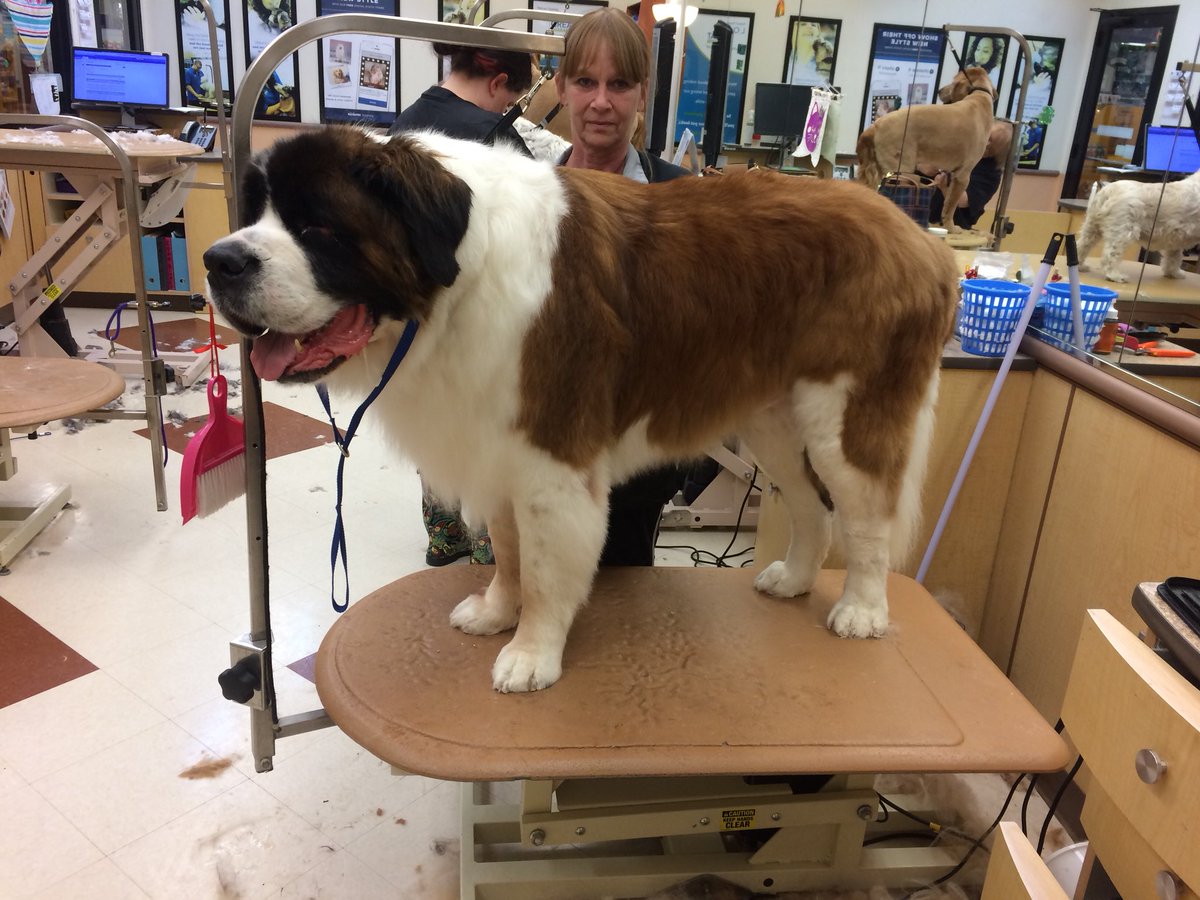 Rio Petsmart Salon tweet media