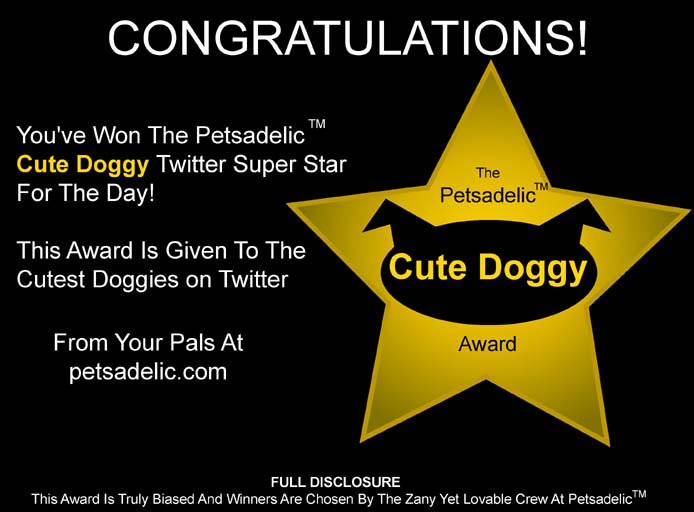 Congratulations MowieWowie and Zeppelin #doggies. You two have won the #CuteDoggy Twitter Super Star award for the day! This award is given out to some of the cutest #doggies in the Twitter universe and is sponsored by your pals @Petsadelic. Have a fantastic day!  🐶🐾❤️😊