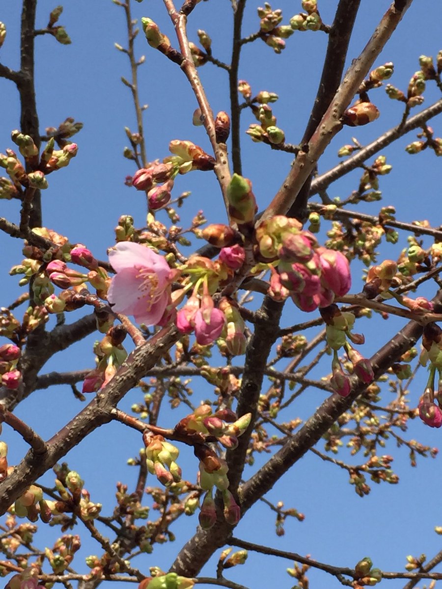 あいさわ一郎 Pa Twitter 児島湖花回廊の河津桜 です 今年の冬は厳しい冬でしたから 例年より開花が遅いです でももうすぐ満開に 楽しみです 児島湖花回廊プロジェクトは東の河津 西の岡山 を目指しています 岡山市岡南地区の環境美化 地域を愛する心の涵養 あいさわ一郎 Pa Twitter 児島湖花回廊の河津桜 です 今年の冬は厳しい冬でしたから 例年より開花が遅いです でももうすぐ満開に 楽しみです 児島湖花回廊プロジェクトは東の河津 西の岡山 を目指しています 岡山市岡南地区の環境美化 地域を愛する心の涵養