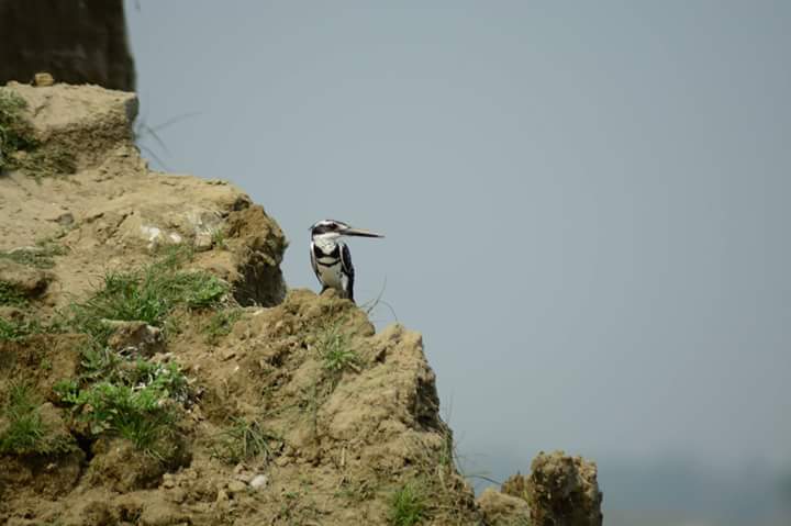 Jhilam's tweet photo. Pied Kingfisher captured at #purbasthali while i was trying #birdphotography for the very first time... https://t.co/dVDyhk9Lsd