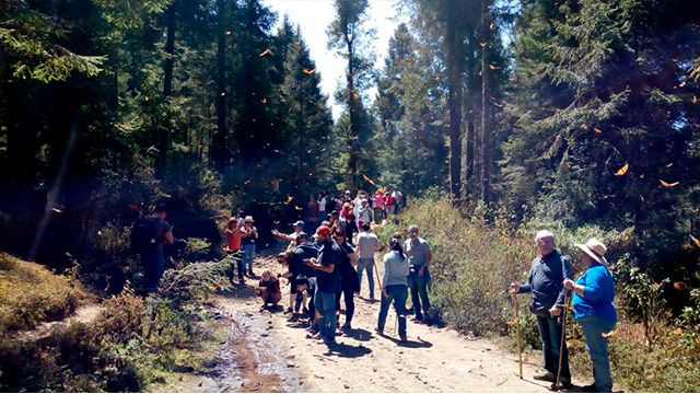 MiMorelia.com tweet media