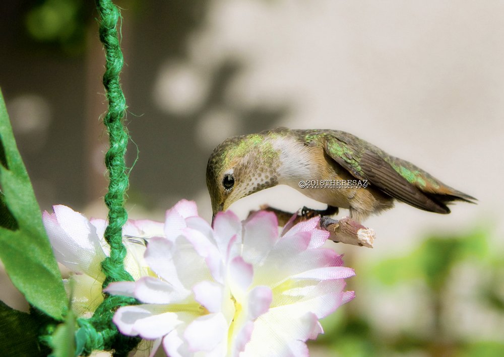 #Magical #Hummingbirds #photography #birdphotography #mycustomfeeders  #allenshummingbird #LosAngeles #California #SoCal #assignments 💚🐦💚