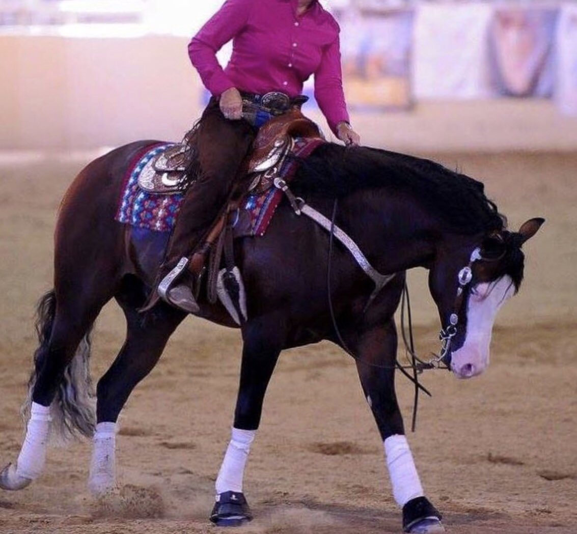 tjenkinsreiners's tweet photo. #trickedoutspook #PrettyInPink #lovethishorse #platinumperformance #bobscustomsaddles #coatdefense #cowboymagic #ezall #classicequine #equibrand #showstoppin #equo #shortyscalboyhattery #2018showseason https://t.co/lqXGpQ8VX8