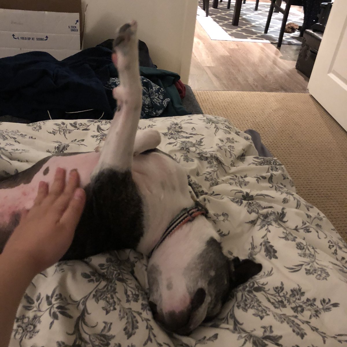 dog whose belly is being rubbed, her eyes are closed and one paw is straight up in the air