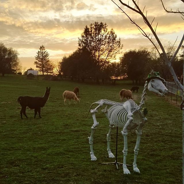 vr0d's tweet image. Llamas at sunset. One is dressed for St. Patrick's. 🍀 #llama #lucky #sunset #california ift.tt/2FHATyU