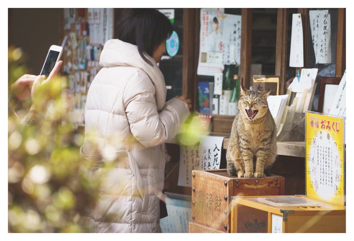 say_chan0501's tweet photo. sonyの方も現像した。
久々にボケメインで写真撮ったなー。

#SONY #α7 #FE70200mm #Hellios44 #oldlens #京都 #梅宮大社 #梅 #水仙 https://t.co/ICkeTOTc4v