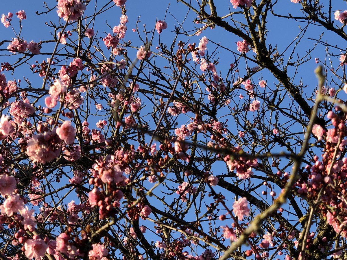 webbish6's tweet image. My non-AWP #AWPhaul with Sylvia and first cherry blossoms of Seattle in March (thank goodness for a little spring sunshine today!) @LiteraryKittens #AWP2018 #AWPhaul @Tin_House @CopperCanyonPrs @WavePoetry
