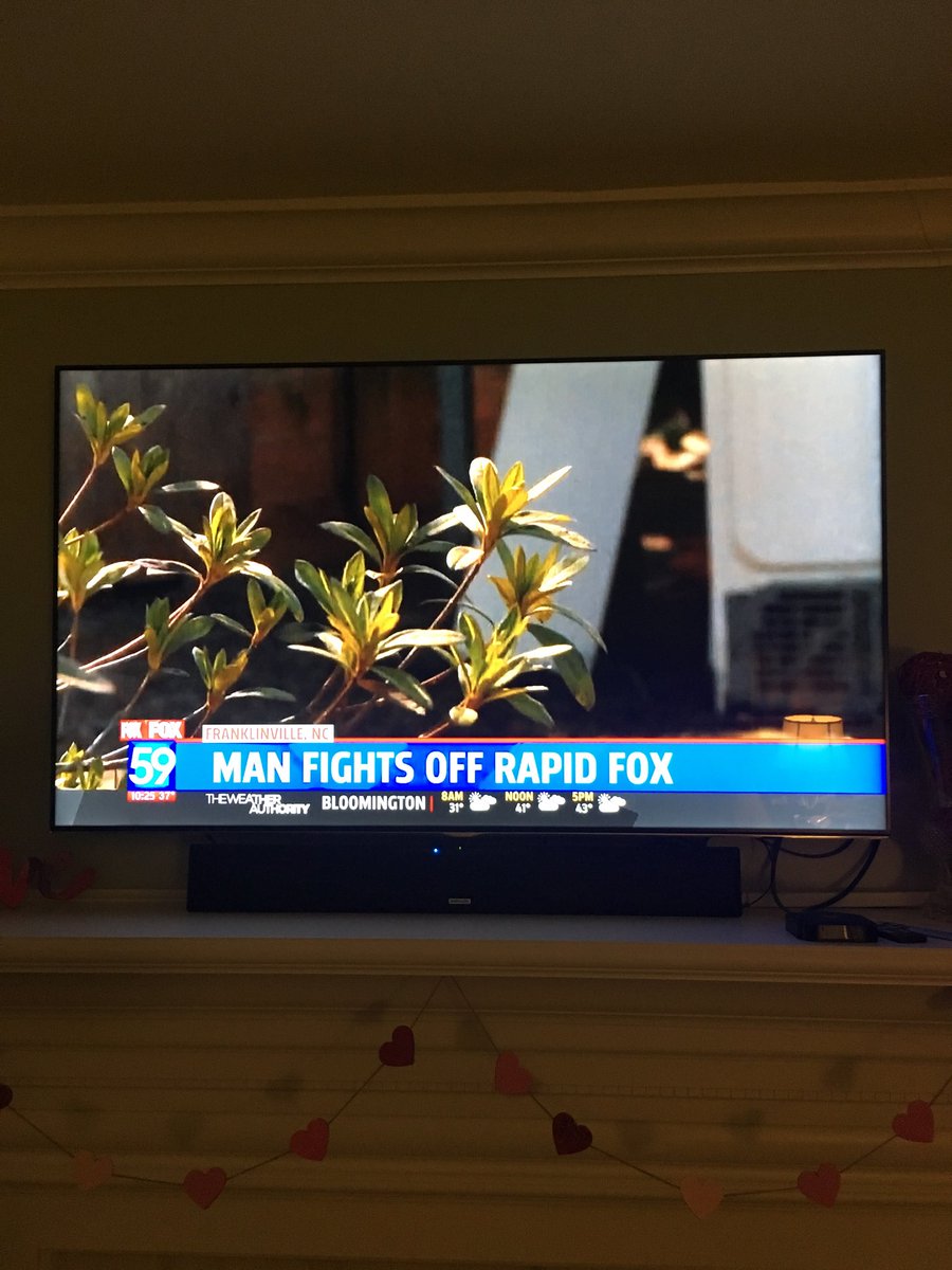 JMancy's tweet image. So @FOX59...how fast was the fox?!?! #rapidfox