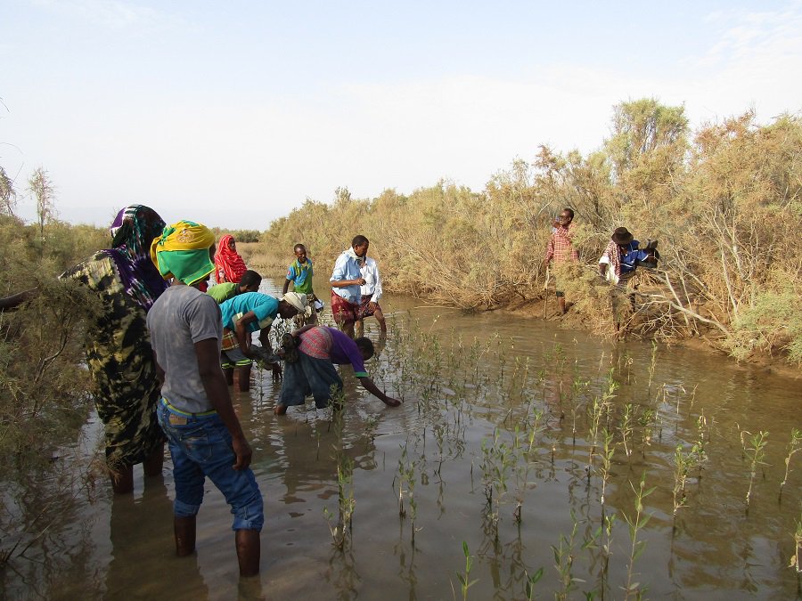 Adesoafrica's tweet photo. Adeso is working with the coastal communities in Nothren #Somalia to mitigate #climatechange impact &amp; restore the coastal habitats by planting #mangroves https://t.co/5HMv3wMovh