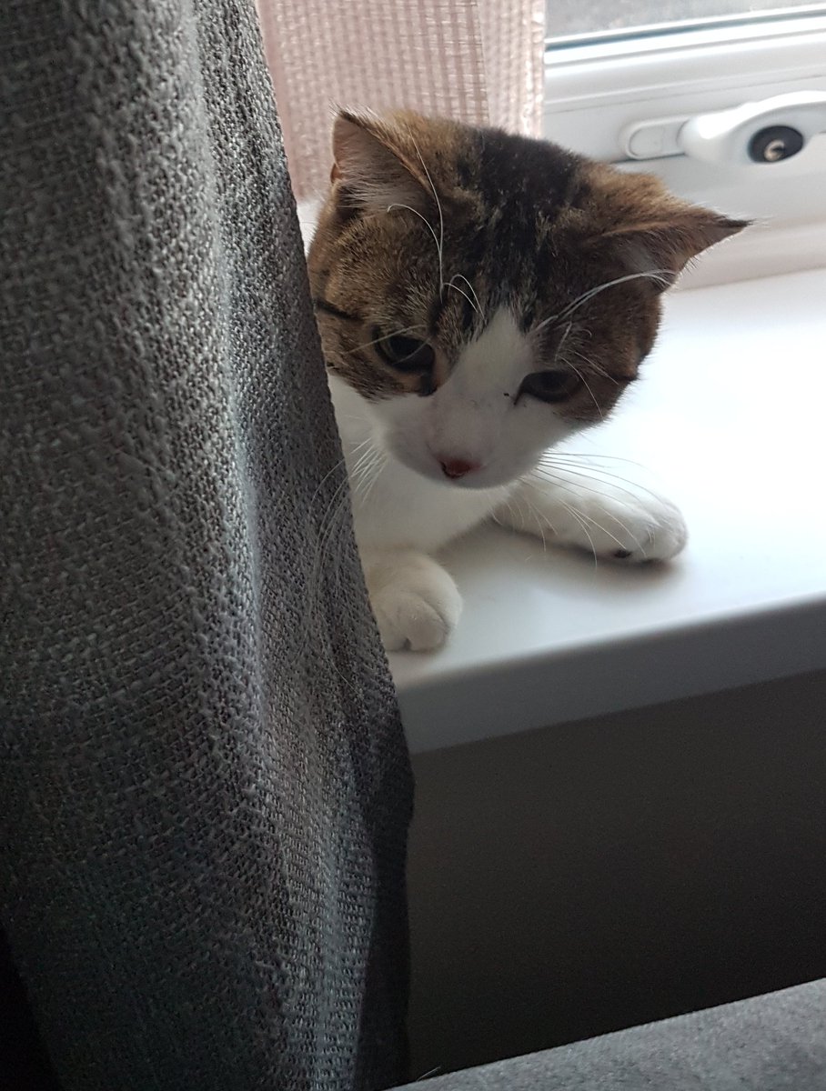 KingLouisSunCat's tweet photo. Happy #FruitloopFriday to you all. I am having a crazy half hour to celebrate the upcoming weekend. I hope you all have a fab day. Love L x 🐾 https://t.co/Tv3C0cPKwt