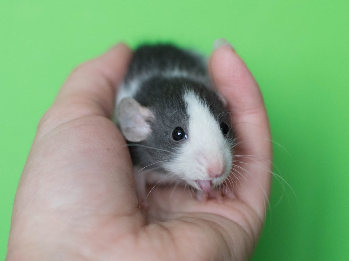 Maleah, when she was a little pup. Yeah, she is still a rat with attitude. <3 #ratsoftwitter #petrat #fancyrat #ratbreeders #cuterats