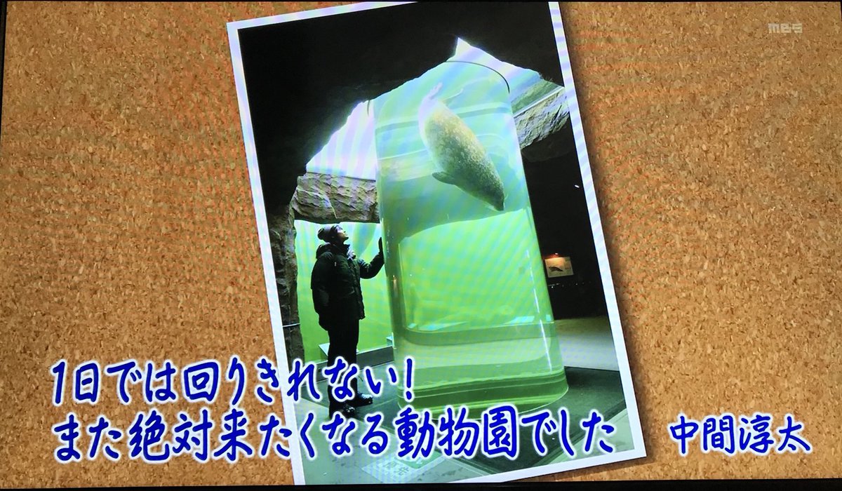 動画 ジャニーズwest 中間淳太さん 動物園でスゴイ瞬間に遭遇してしまうwww ちちんぷいぷい ジャニ Com じゃにこむ 動画 ジャニーズwest 中間淳太さん 動物園でスゴイ瞬間に遭遇してしまうwww ちちんぷいぷい ジャニ Com じゃにこむ