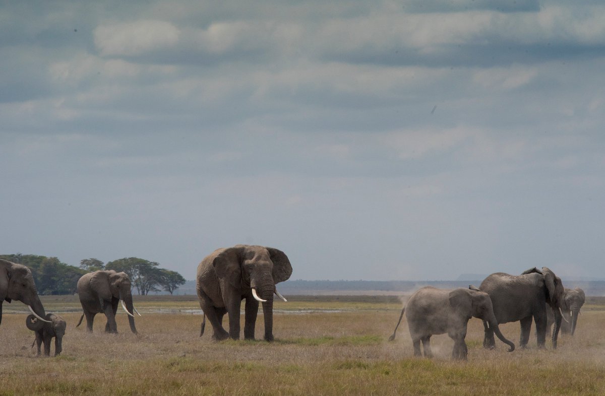 nature_voice's tweet photo. Elephants are majestic creatures but farmers see them as lumbering pests. Find out why next week on GNV’s latest episode airing SUNDAY from 17:45 on @ntvkenya. #ManVsElephant #GivingNatureaVoice. Live-stream at: https://t.co/5r6WMBrE4c https://t.co/Fg0nrW0RQj