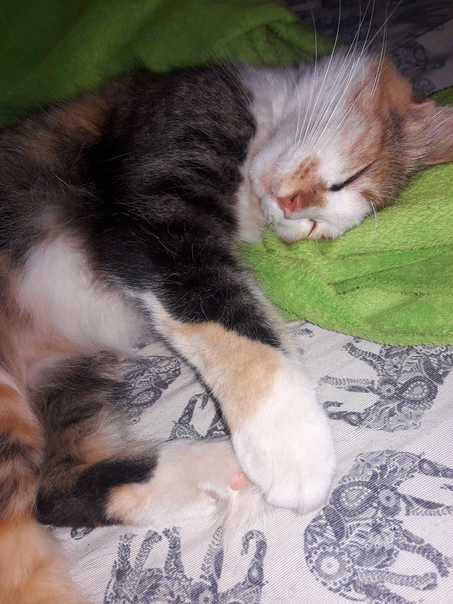 epailanaa's tweet photo. #Redespiertos menos Malena que usa su #viernesdegatos para descansar. https://t.co/vnOQZ9Ia3C
