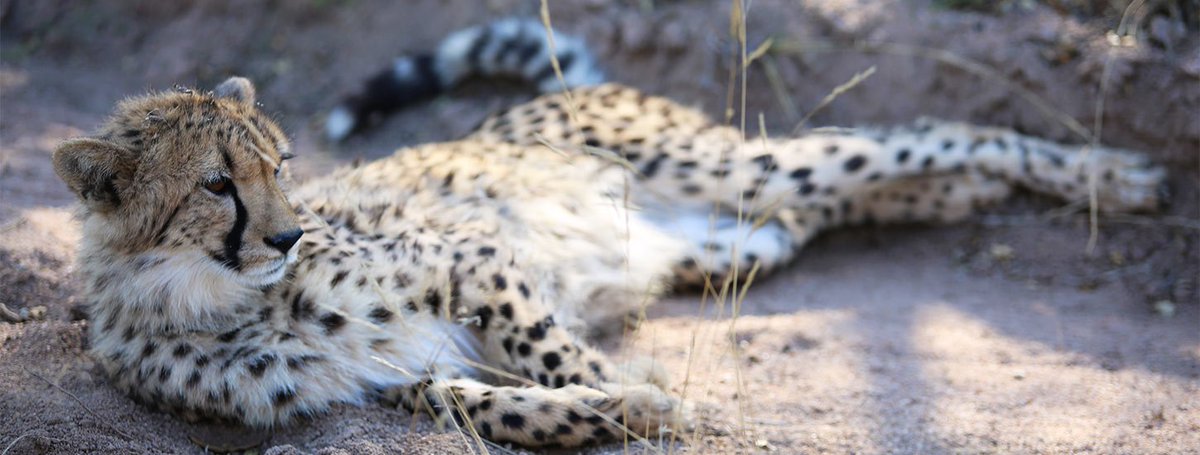 Kruger_Park's tweet photo. Most of us know that Cheetahs are the the worlds fastest land animals, why? A Cheetah can run up to 110 kph (70 mph) and can reach this top speed in just 3 seconds !!

#FunFactFriday #cheetahpride #FridayFeeling https://t.co/YXQ4v2uZbM
